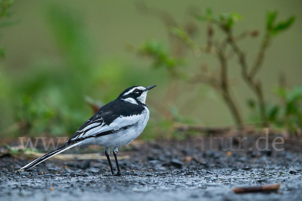 Witwenstelze (Motacilla aguimp)