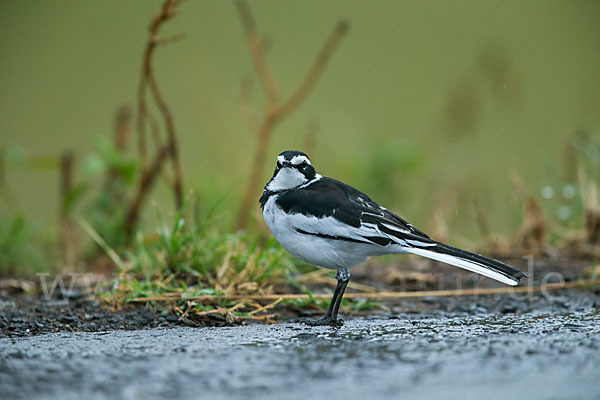 Witwenstelze (Motacilla aguimp)