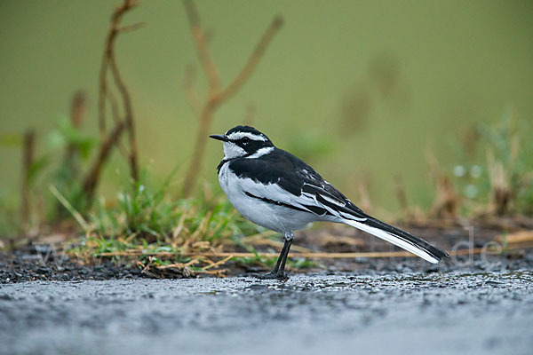 Witwenstelze (Motacilla aguimp)