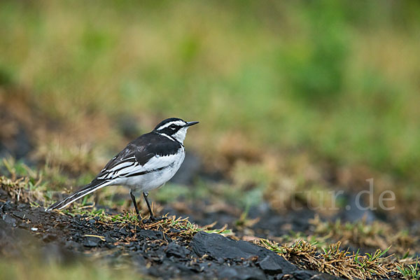 Witwenstelze (Motacilla aguimp)