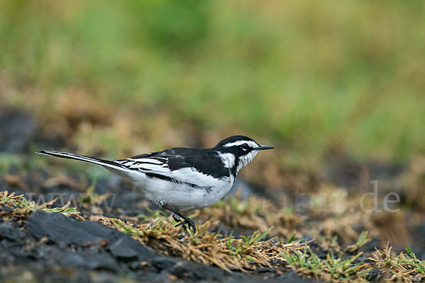 Witwenstelze (Motacilla aguimp)