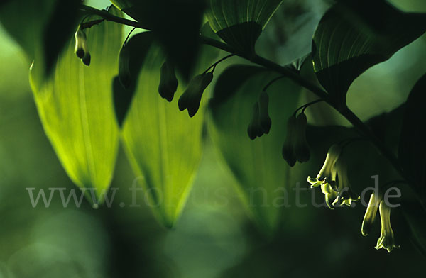 Wohlriechende Weißwurz (Polygonatum odoratum)