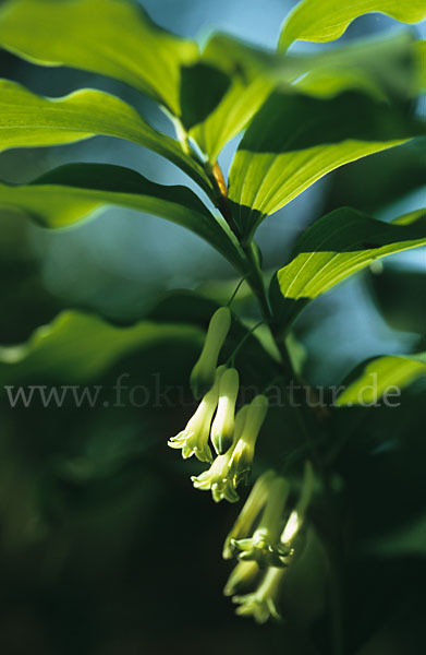 Wohlriechende Weißwurz (Polygonatum odoratum)