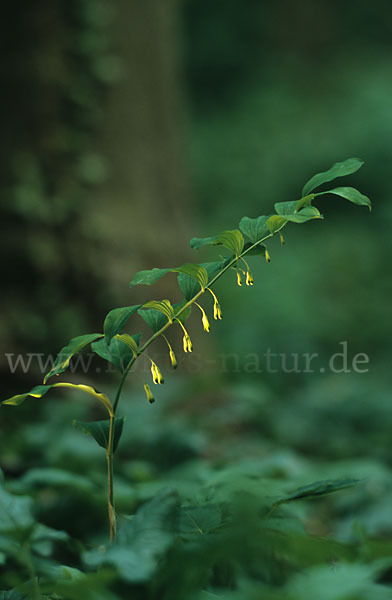 Wohlriechende Weißwurz (Polygonatum odoratum)