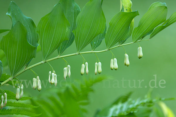 Wohlriechende Weißwurz (Polygonatum odoratum)