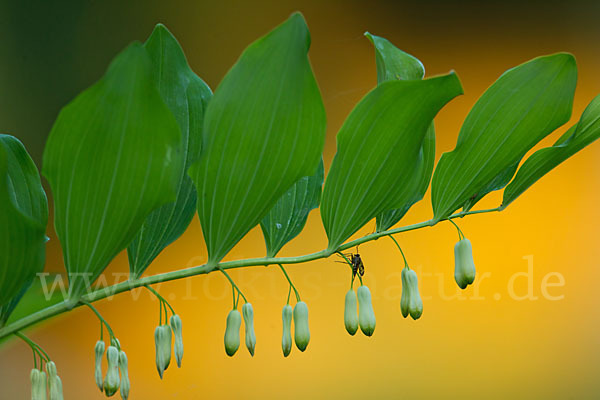 Wohlriechende Weißwurz (Polygonatum odoratum)