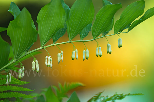 Wohlriechende Weißwurz (Polygonatum odoratum)