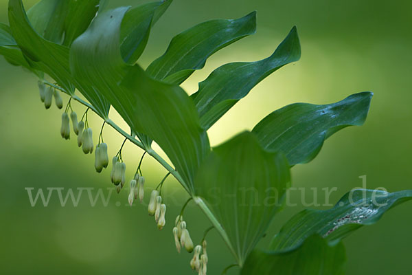 Wohlriechende Weißwurz (Polygonatum odoratum)