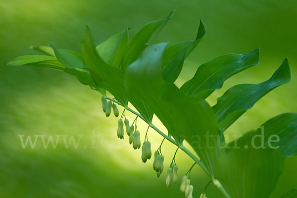 Wohlriechende Weißwurz (Polygonatum odoratum)