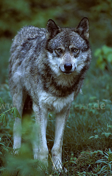 Wolf (Canis lupus)