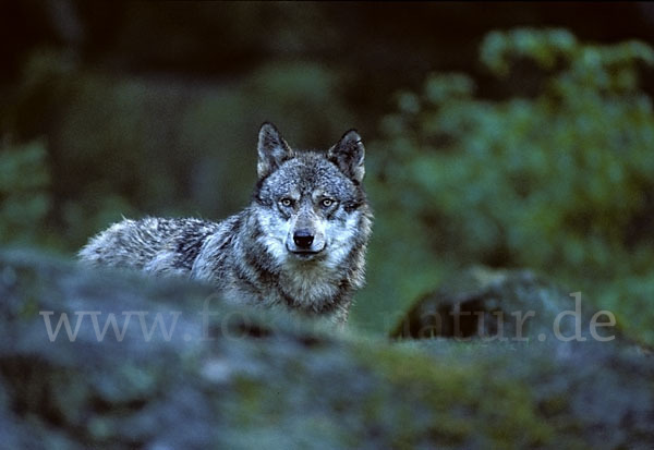 Wolf (Canis lupus)