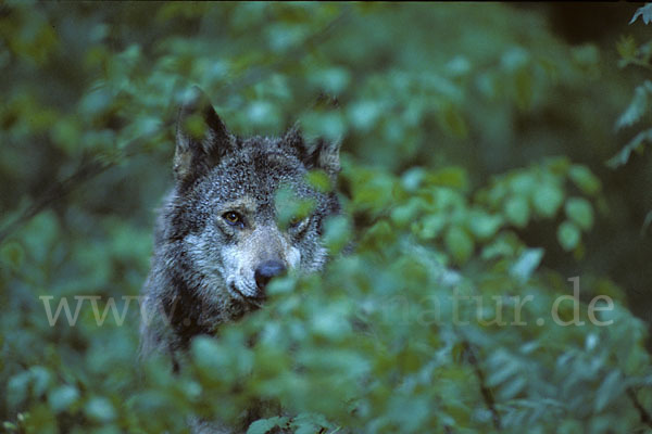 Wolf (Canis lupus)