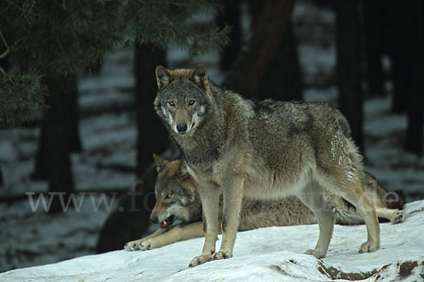 Wolf (Canis lupus)