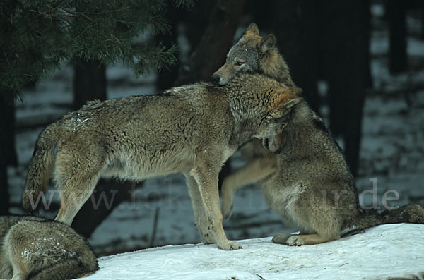 Wolf (Canis lupus)