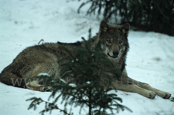 Wolf (Canis lupus)