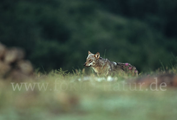 Wolf (Canis lupus)