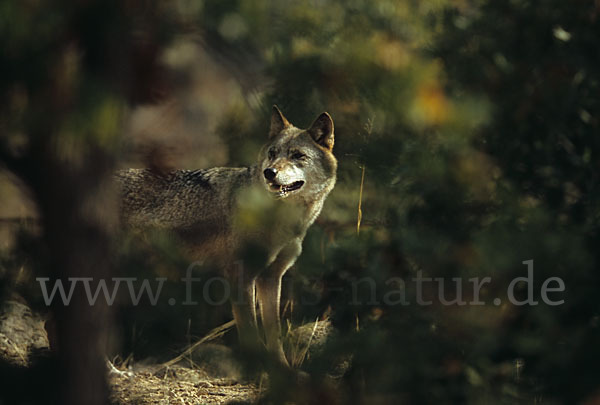 Wolf (Canis lupus)