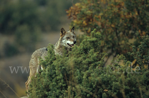 Wolf (Canis lupus)