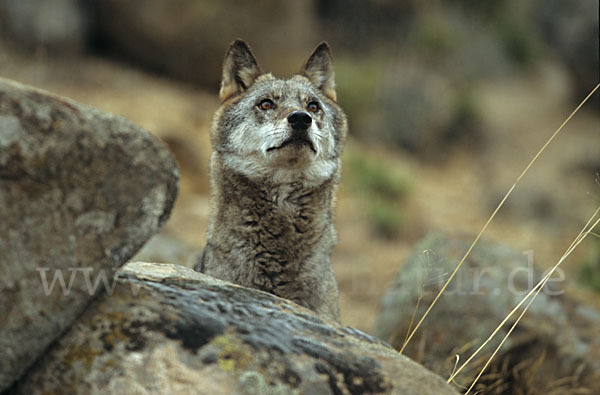 Wolf (Canis lupus)