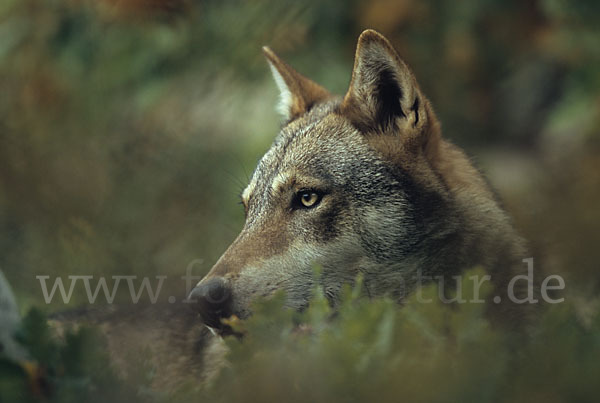 Wolf (Canis lupus)