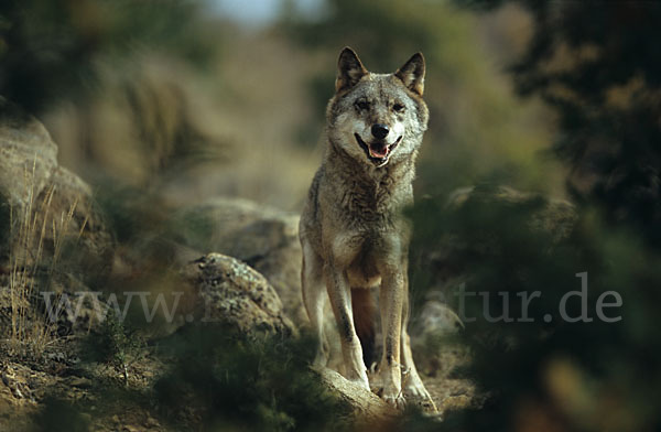 Wolf (Canis lupus)