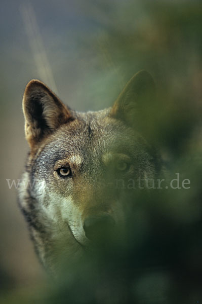 Wolf (Canis lupus)