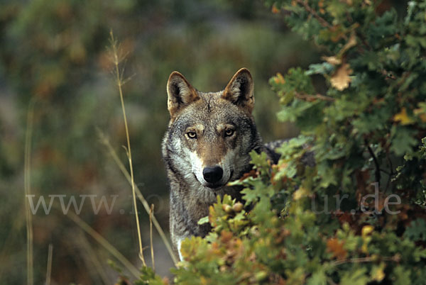 Wolf (Canis lupus)