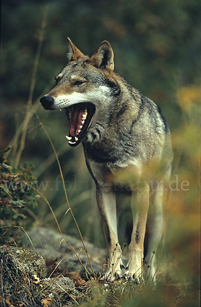 Wolf (Canis lupus)