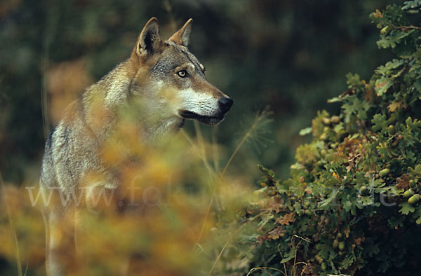 Wolf (Canis lupus)