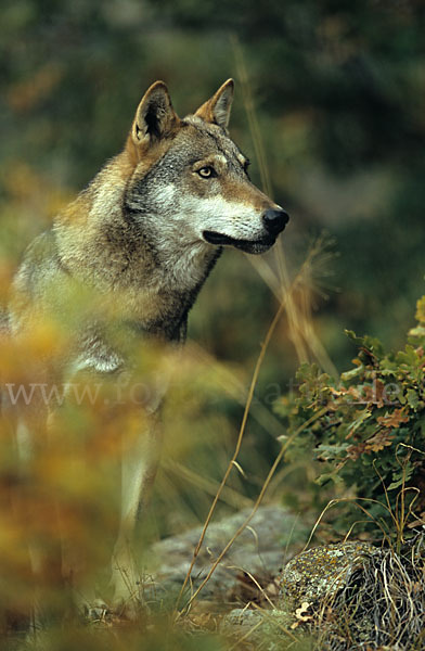 Wolf (Canis lupus)