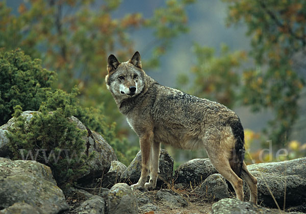 Wolf (Canis lupus)