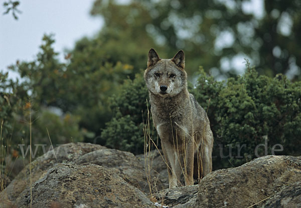 Wolf (Canis lupus)