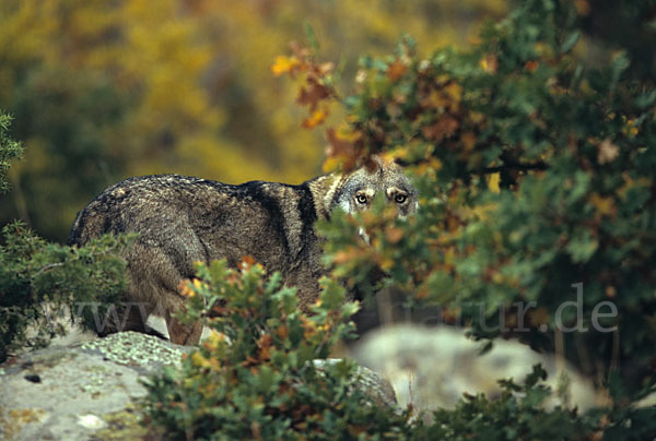 Wolf (Canis lupus)