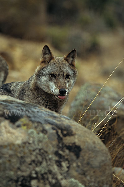 Wolf (Canis lupus)