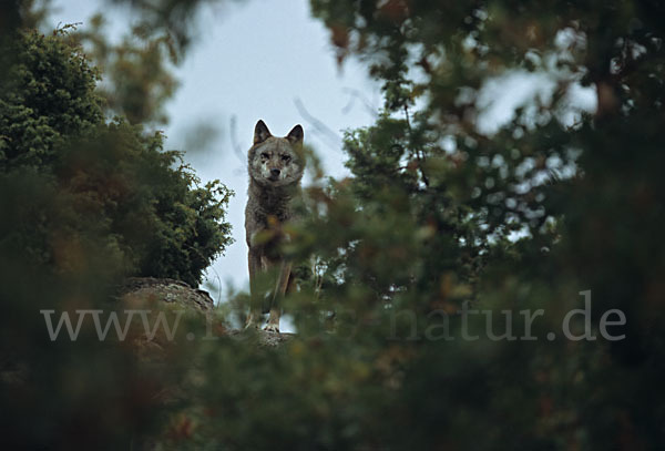 Wolf (Canis lupus)