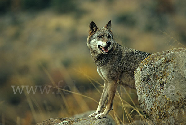 Wolf (Canis lupus)