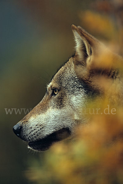 Wolf (Canis lupus)