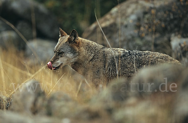 Wolf (Canis lupus)