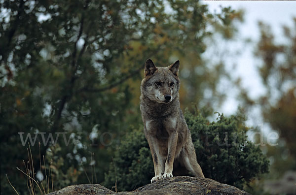 Wolf (Canis lupus)