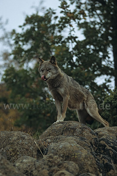 Wolf (Canis lupus)