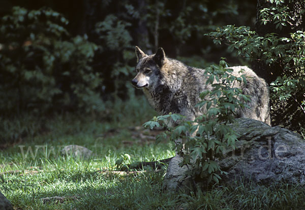 Wolf (Canis lupus)