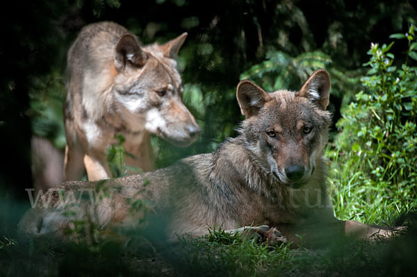 Wolf (Canis lupus)