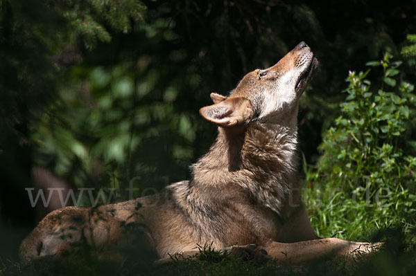 Wolf (Canis lupus)