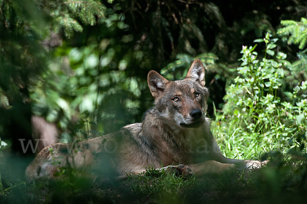 Wolf (Canis lupus)