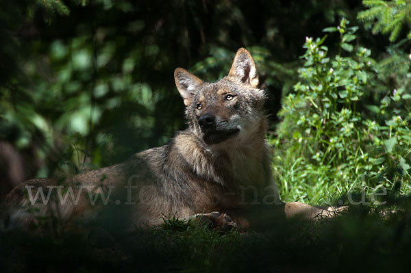 Wolf (Canis lupus)