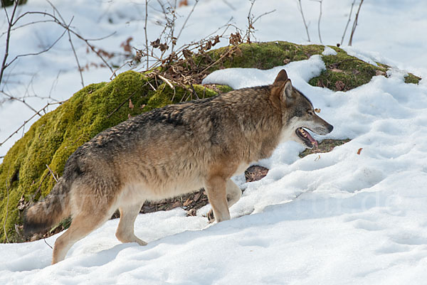 Wolf (Canis lupus)