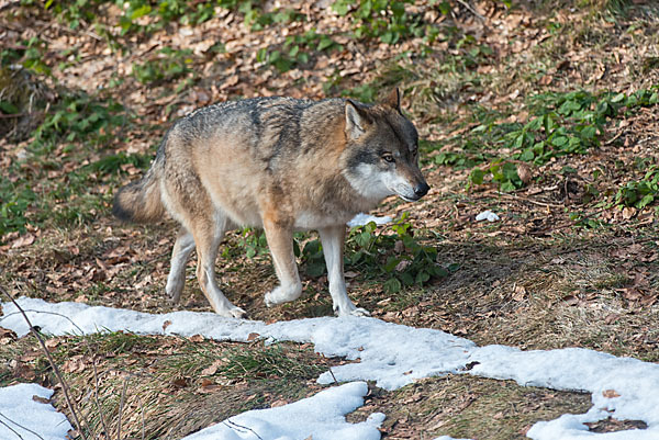 Wolf (Canis lupus)