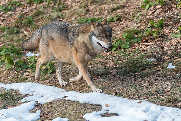 Wolf (Canis lupus)