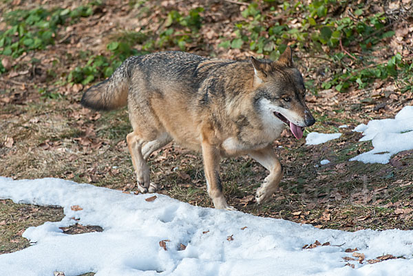 Wolf (Canis lupus)