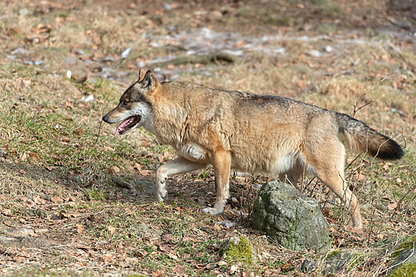 Wolf (Canis lupus)